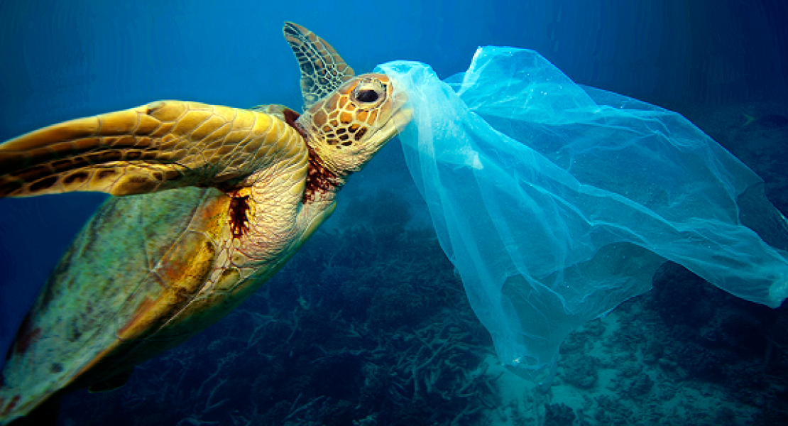 plastic in turtle