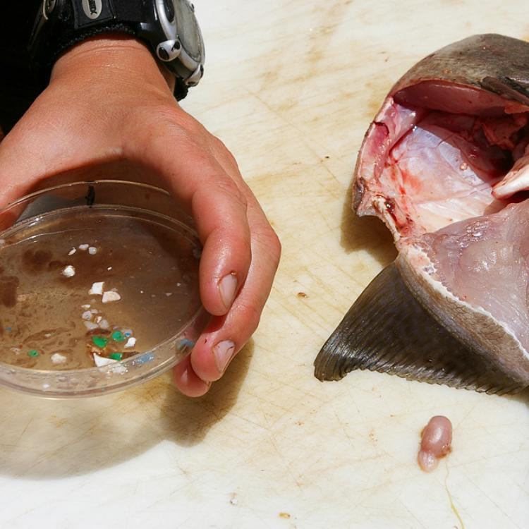 Plastic from fish stomach